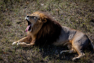 Portrait of a wild roaring lion. The lion lies on dry grass. Taigan Park