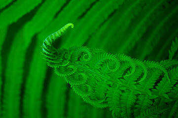 macro photo of a large leaf of green fern