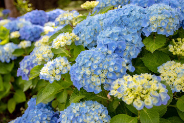 Blue hydrangea macrophylla or hortensia flowers and yellow buds closeup