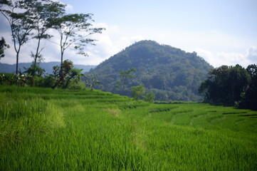 Fototapeta na wymiar rice field, oriza sativa plant or rice field or green plant or tanaman padi di sawah