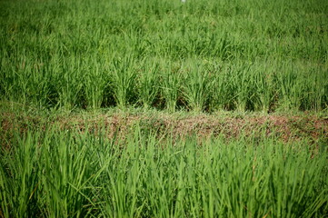 rice paddy field, oriza sativa plant or rice field or green plant or tanaman padi di sawah milik petani indonesia