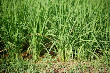 green grass on the ground, oriza sativa plant or rice field or green plant or tanaman padi di sawah