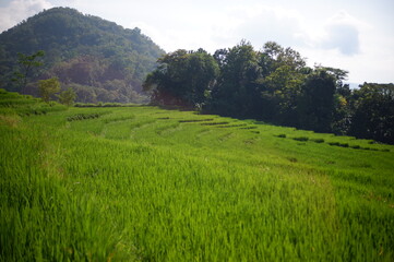 rice field, oriza sativa plant or rice field or green plant or tanaman padi di sawah