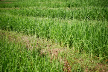 rice field, oriza sativa plant or rice field or green plant or tanaman padi di sawah milik petani indonesia