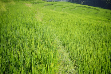 rice field, oriza sativa plant or rice field or green plant or tanaman padi di sawah milik petani indonesia