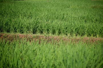 Obraz premium rice field, oriza sativa plant or rice field or green plant or tanaman padi di sawah milik petani indonesia