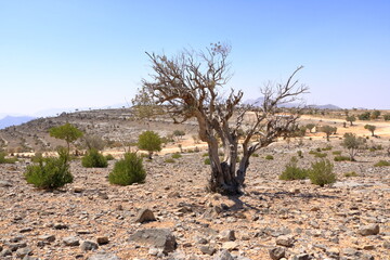 Jebel Shams, is said to be the most beautiful canyon in the world. Oman