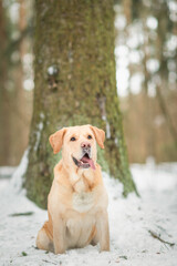 Portrait of a beautiful thoroughbred labrador in the winter forest.