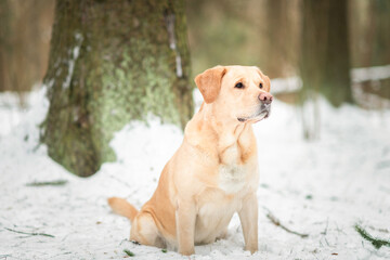 Portrait of a beautiful thoroughbred labrador in the winter forest.