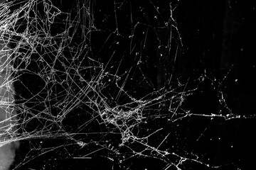 spider web dark background
