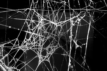 spider web dark background