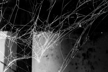 spider web dark background