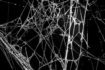 spider web dark background