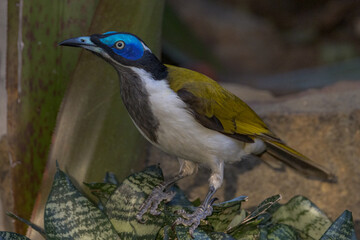Diamond Dove in Queensland Australia
