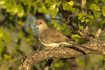 Diamond Dove in Queensland Australia