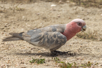 Galah Cockatoo in Queensland Australia