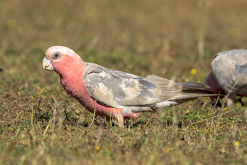 Galah Cockatoo in Queensland Australia