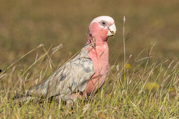 Galah Cockatoo in Queensland Australia