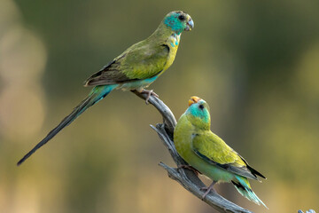 Obraz premium Golden-shouldered Parrot in Queensland Australia
