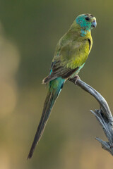 Golden-shouldered Parrot in Queensland Australia