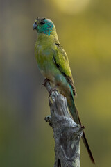 Golden-shouldered Parrot in Queensland Australia