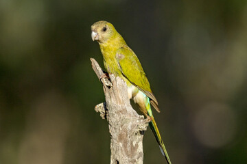 Golden-shouldered Parrot in Queensland Australia