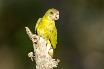 Golden-shouldered Parrot in Queensland Australia