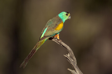 Golden-shouldered Parrot in Queensland Australia
