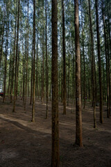 the pine trees in the woods