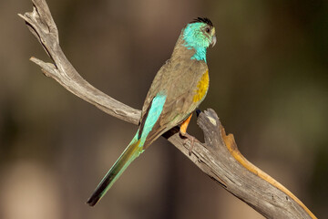 Golden-shouldered Parrot in Queensland Australia