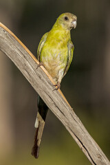 Golden-shouldered Parrot in Queensland Australia