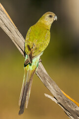 Golden-shouldered Parrot in Queensland Australia