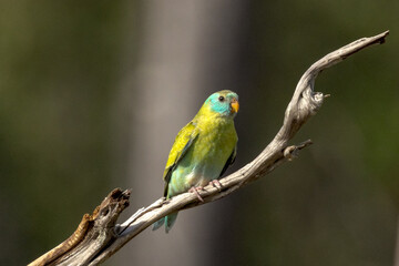 Fototapeta na wymiar Golden-shouldered Parrot in Queensland Australia