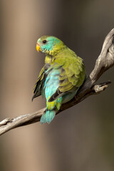 Golden-shouldered Parrot in Queensland Australia