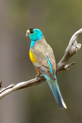 Golden-shouldered Parrot in Queensland Australia