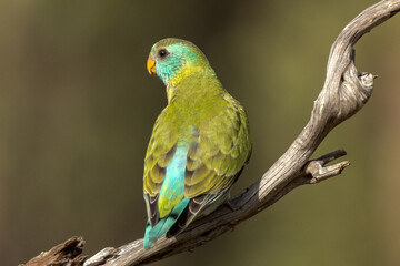 Golden-shouldered Parrot in Queensland Australia