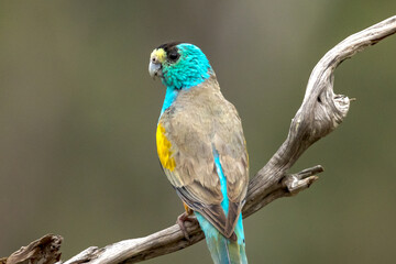 Golden-shouldered Parrot in Queensland Australia