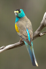 Golden-shouldered Parrot in Queensland Australia