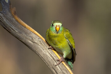 Golden-shouldered Parrot in Queensland Australia