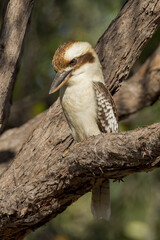 Laughing Kookaburra in Queensland Australia