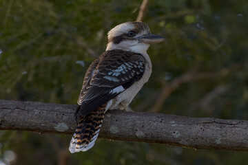 Laughing Kookaburra in Queensland Australia