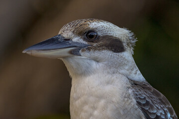 Laughing Kookaburra in Queensland Australia