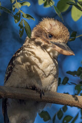 Laughing Kookaburra in Queensland Australia