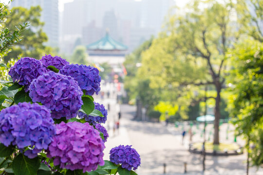 上野公園 Images Browse 3 978 Stock Photos Vectors And Video Adobe Stock