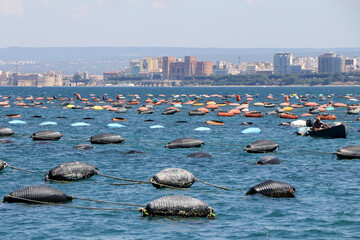 Cultivation of mussels in the Great Sea with the city of Taranto in the background. Puglia, Italy