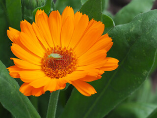 Blattwanze auf Ringelblume