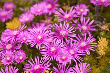 Obraz premium million dollar flower
