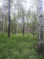 Obraz premium trees in the forest