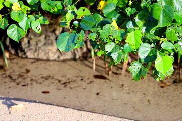 沖縄県宮古島　汽水域のせせらぎ