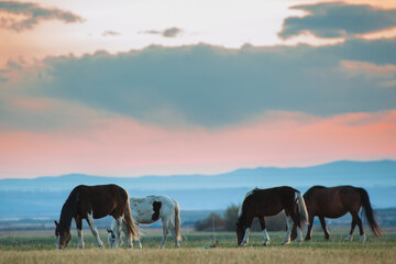 Naklejka na ściany i meble Beautiful bay horse herd grazes in the mountains at sunset
